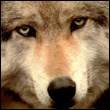 Wiser